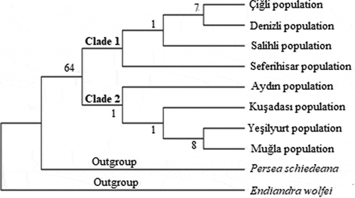 Figure 3. Phylogenetic tree of Laurus nobilis populations trnL intron sequences constructed using maximum likelihood method with MEGA 6.0