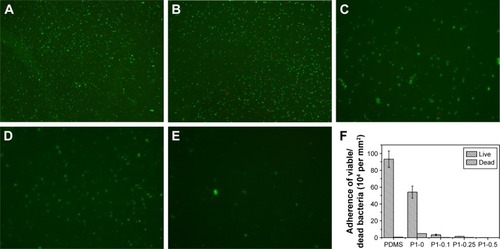 Figure 5 Fluorescent microscopy images of live/dead staining of S. aureus adhesions.Notes: (A) Pristine PDMS, (B) p (DMAEMA+), (C) p (DMAEMA+-co-0.10 MPC), (D) p (DMAEMA+-co-0.25 MPC), and (E) p (DMAEMA+-co-0.50 MPC)-modified PDMS at 15 seconds. The green color indicates live bacteria, and the red color indicates dead bacteria, under fluorescence microscopy (the magnification is 10×). (F) Adherence of the live/dead bacteria cell density on the surfaces.Abbreviations: S. aureus, Staphylococcus aureus; PDMS, poly(dimethyl siloxane); p (DMAEMA+-co-MPC), (2-(dimethylamino)-ethyl methacrylate-co-2-methacryloyloxyethyl phosphorylcholine); MPC, 2-methacryloyloxyethyl phosphorylcholine; DMAEMA, 2-(dimethylamino)-ethyl methacrylate.