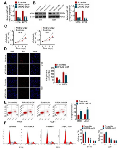 Figure 2 NR5A2 knockdown inhibited glioma cell viability and proliferation and promoted cell apoptosis. (A and B) NR5A2 expression was downregulated in U138 and U251 cells with NR5A2-sh1#/NR5A2-sh2# transfection. (C) Cell viability was detected using MTT assay. (D) Cell proliferation was measured using EdU assay (magnification: 200×). (E) Cell apoptosis was assessed using flow cytometry assay. (F) Cell cycle was analyzed using flow cytometry assay. Data were shown as mean ±SD. *P<0.05, **P<0.01 vs Scramble group.