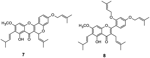 Figure 3. Structures of 4′-O-prenyl cycloartocarpin (7) and 2′,4′-di-O-prenyl artocarpin (8).