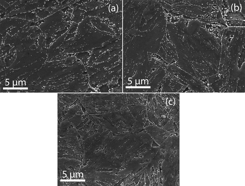 Figure 1. a G11; b G8; c J4Images (SEM) for as supplied P91 steels of different compositions