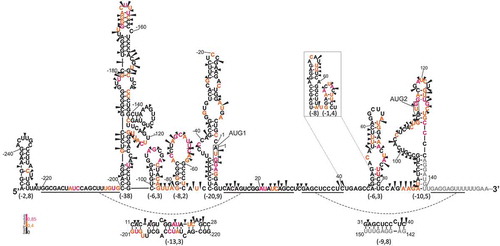 Figure 4. Secondary structure model of the 5′-terminal region of p53 mRNA-247, RNA-247. All the labels are as in Figure 3.