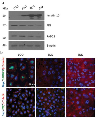 Figure 2. RAD23 and PDI expression is downregulated during HEKn cells differentiation (a) Western blot of HEKn cells protein extracts collected at calcium-induced keratinocytes differentiation days (DD). Differentiation was evaluated by expression levels of Keratin 10. RAD23 and PDI proteins downregulation during differentiation is also shown. β-Actin was used as loading control. (b) Confocal analysis performed on calcium-induced HEKn differentiation, also reveals a decrease of RAD23 and PDI protein levels (green). Cytoskeleton labeled with β-Tubulin (red) and nuclei stained blue (DAPI).