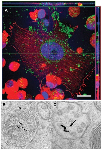 Figure 3 Localization of gold nanorods in 1321N1 cells by confocal laser scanning (A) and transmission electron (B and C) microscopy. (A) Cells were exposed to 36 μg/mL gold nanorods for 12 hours. After fixation, the cells were stained with phalloidin (red) and the nuclei were counterstained with ToPro-3 (blue). Gold nanorods were detected by reflectance (green). Images show that the gold nanorods (green) were effectively internalized into the cytosol of glioblastoma cells and were not excluded from the nuclei. The top and right margin plots in (A) clearly display gold nanorods in the cross-section of the cell (B and C). Transmission electron micrographs of gold nanorod-labeled 1321N1 cells.Notes: Arrows point to gold nanorods located inside membrane-bound subcellular organelles. Scale bar in (A) 20 μm. Scale bars in (B) and (C) 100 nm.