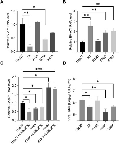 Figure 6. The inhibitory effects of Ser78 phosphorylation-deficient Hsp27 on EV-A71 replication and propagation. (A) HEK 293 T cells were transfected with 500 ng Hsp27 (WT, 3A, S15A, S78A, or S82A) plasmids for 48 h, and then infected with EV-A71 at an MOI of 10 for 9 h. Intracellular viral RNA was extracted and quantified by qPCR. (B) HEK 293 T cells were transfected with 500 ng Hsp27 (WT, 3D, S15D, S78D, or S82D) plasmids for 48 h, and then infected with EV-A71 at an MOI of 10 for 9 h. Intracellular viral RNA was extracted and quantified by qPCR. (C) HEK 293 T cells were transfected with 500 ng Hsp27 (WT, S78A, or S78D) plasmids for 48 h, and pretreated with 8 μM SB203580 2 h before infection with EV-A71 at an MOI of 10 for 9 h. D. HEK 293 T cells were transfected with 500 ng Hsp27 (WT, 3A, S15A, S78A, or S82A) plasmids for 48 h, and then infected with EV-A71 at an MOI of 10 for 12 h. Viral titration was calculated by TCID50. Statistical analyzes were carried out using Student’s t-test. *p < 0.05, **p < 0.01, ***p < 0.001. Data are expressed as mean ± SD.