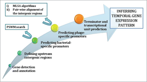 Figure 1. Flow-chart of the underlying steps in the bioinformatics analysis of phage genomes. For promoter prediction, which is the most challenging part of the analysis, the bioinformatic methods that can be employed are specified (rectangle boxes in the upper left part of the figure). Note that MLSA stands for Multiple Local Sequence Alignment, while PSWM stands for Position Specific Weight Matrix – these bioinformatic methods will be further discussed in the text.