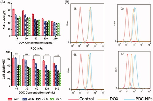 Figure 3. (A) In vitro cell viability toward HepG2 cells incubated with free DOX and the PDC-NPs with various DOX concentrations for 24 h, 48h, 72h and 96 h. (B) Flow cytometry of HepG2 cells incubated with free DOX and PDC-NPs for 1 h, 2 h, 4 h and 6 h (***p < .001, n = 3).