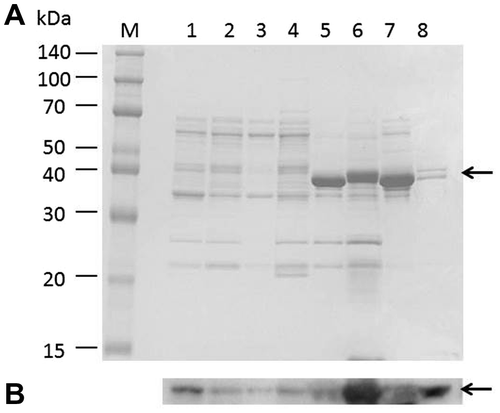 Fig. 3. Detection of the secreted phytase.Notes: Strain TSU004 was cultivated in 7 different types of media (1–7). The culture media were analyzed by SDS-PAGE (A) and successive immunoblot (B) using anti-6×His mouse IgG-к antibody. The secreted phytase was detected as the band at about 40 kDa (indicated by arrowheads). M, marker; 1, LB medium (Nakalai); 2, modified LB medium; 3, LB medium (Difco); 4, modified LB medium (Difco); 5, IP6 medium; 6, rice bran medium; 7, soytone medium; and 8, PSM.