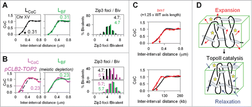 Figure 3. Crossover Interference in wild-type and mutant budding yeast. CoC relationships for positions of CO-correlated Zip3 foci along pachytene bivalents of budding yeast in wild type and mutant situations (from ref.Citation11). (A) Experimental data for Chromosome XV (black) and BF best-fit simulation (green). Left: CoC relationships, plotted as function of inter-interval distance in μm axis length. Right: the distribution of Zip3 foci (COs) per bivalent. A convenient measure of the apparent strength of CO interference is provided by the inter-interval distance at which CoC = 0.5. In wild type, this "interference distance" is ∼300 nm. This value corresponds approximately to the average distance between adjacent COs. (B) Meiotic depletion of TopoII increases the CoC at smaller inter-interval distances and shifts the CoC curve to the left (pink) as compared to wild type [black; from (A)], with corresponding BF best fit simulation (right, green). Interference distance in the mutant is ∼200 nm. (C) A yeast condensin mutant has longer chromosome axes. CoC relationships in the mutant (red) are the same as in wild type (black) when the metric of inter-interval distance is physical chromosome length (μm) (top) and are different when the metric is genomic distance (Kb) (bottom). (D) Model for the role of TopoII in crossover interference. Chromatin expansion puts stress on the protein/protein/DNA meshwork of chromosome axes (top). Local CO-designation gives local relaxation, which then spreads along the axes; TopoII is required to adjust the relationships among DNA segments in response to this relaxation. All images are from ref.Citation11