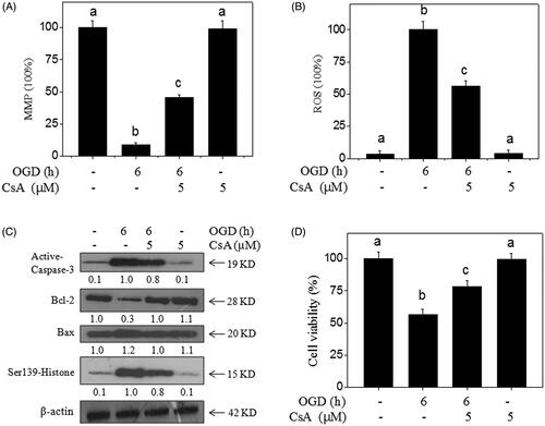 Figure 6. MPTP inhibition blocks OGD-induced neural toxicity. CsA (MPTP inhibitor) improved the MPP (A) and inhibited ROS generation (B) in OGD-treated neurons. Primary neurons were pre-treated with 5 μM CsA for 30 min and co-treated with OGD. (C) Effects of CsA on protein expression in OGD-treated neurons. Protein expression was detected by western blotting method. (D) MPTP inhibition blocks OGD-induced neural toxicity. Neural viability was examined by MTT assay. Bar with different letters means the statistic difference at p < 0.05.