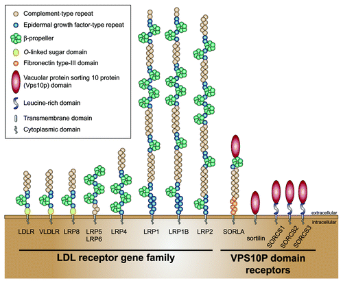 Figure 1. Members of the LDL receptor gene family and VPS10P domain receptors or sortilins. Note that SORLA shares some structural domains with the LDL receptor gene family.