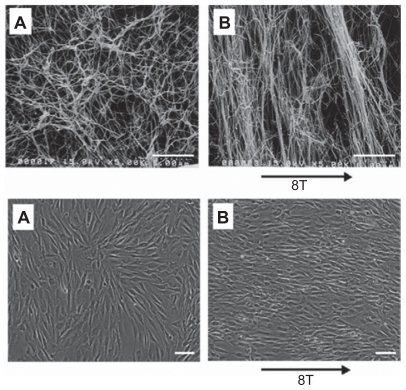 Figure 11 Selected approaches for oriented scaffolds/matrices for peripheral nerve repair. Magnetically aligned structures have so far been demonstrated with collagen. Scanning electron micrographs of collagen with and without 8-T magnetic field exposure for two hours. The diameter of collagen fibril is about 100 nm. A) Control group. B) Exposed group. Scale bars: 5 mm. Light micrographs of Schwann cells cultured for 60 hours with and without 8-T magnetic field exposure. A) Control group. B) Exposed group. Scale bars: 100 mm.