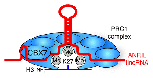 Figure 6. lincRNA stabilization of Polycomb Group complexes. ANRIL lincRNA bind and stabilizes the interaction of PRC1 with H3K27me3 through the CBX7 subunit.