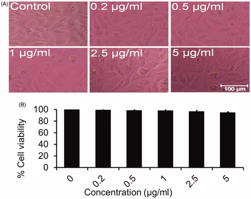 Figure 7. Effects of silymarin nanoemulsion on Chang liver cells (non-tumor cells).