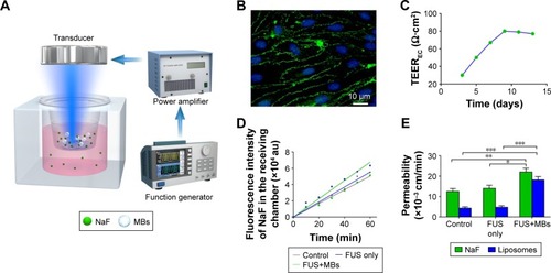 Figure 4 The effect of FUS with MBs on the permeability of the in vitro BBB model.Notes: (A) Schematic of the in vitro BBB model treated with pulsed FUS exposure with MBs. (B) Immunofluorescence staining of tight junction protein ZO-1 (green) in the in vitro BBB model. The nuclei of bEnd.3 cells were stained with DAPI (blue). Bar: 10 µm. (C) TEER value variation with culture days. (D) The fluorescence of NaF in the receiving chamber leaking through a bEnd.3 monolayer after sonication with or without MBs. (E) Permeability coefficients of the bEnd.3 monolayer to NaF and rhodamine-labeled liposomes with no treatment, treatment with FUS only and treatment with FUS in the presence of MBs. Sonication was performed for 60 s with a 10 ms pulse length and 1 Hz PRF at 0.64 MPa peak-rarefactional pressure (n=3, mean ± SD). *P<0.05, **P<0.01, and ***P<0.001.Abbreviations: BBB, blood–brain barrier; DAPI, 4′,6-diamidino-2-phenylindole; FUS, focused ultrasound; MBs, microbubbles; NaF, sodium fluorescein; PRF, pulse repetition frequency; TEER, transendothelial electrical resistance.