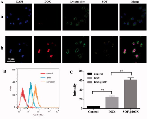 Figure 5. Cellular uptake of DOX@SOF. (A) CLSM images of MCF-7/ADR cells after 6 h incubation with DOX (a) and DOX@SOF (b). (B, C) The fluorescence intensity of MCF-7/ADR cells cultured with culture medium, SOF, and DOX@SOF (mean ± SD, n = 3; **p<.01).