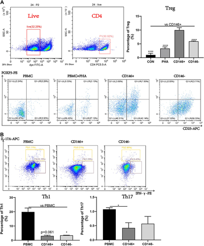 Figure 1 Regulatory ability of CD146±MSC to Treg, Th1 and Th17 subgroups in PBMC in vitro. (A) The proportion of Treg in PBMC after PHA activation for three days was detected by flow cytometry. CD4+ cell group was circled in live cell group, and CD25+Foxp3+ represented Treg subgroup. (B) Flow cytometry was used to detect the proportion of Th1 and Th17 subsets, after the PBMC were incubated with Cell Activation Cocktail for 6 h. CD4+IFNγ+ represents Th1 subgroup, CD4+IL17A+ represents Th17 subgroup. n=3, *P<0.05, **** P<0.0001.