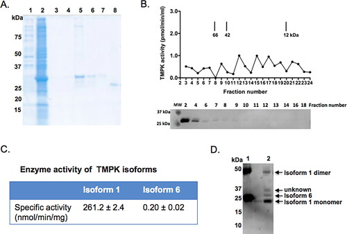 Figure 4. Functional characterization of TMPK isoform 6. (A) Purified TMPK isoform 6 and isoform 1. Lane 1, E. coli extracts of uninduced culture; lane 2: E. coli extracts of induced culture for isoform 6; lane 3 to 7, correspond to fractions 1-5 of the purified isoform 6; lane 8, purified isoform 1. (B) Size-exclusion chromatography of purified isoform 6. Fractions were collected and assayed for TMPK activity using [3H]-dTMP as substrate and shown as pmol/min/ml. Selected fractions were analyzed by SDS-PAGE and western blot using a human TMPK specific antibody. The elution positions of molecular weight standards are indicated. (C) TMPK activity. Recombinant isoform 1 and 6 were assayed for enzymatic activity using [3H]-dTMP as substrate; data are from three independent measurements and given as mean ± SD; (D) Western blot analysis using a human TMPK-specific antibody. Lane 1, recombinant human TMPK (isoform 1), Lane 2, extracts from fibroblasts.