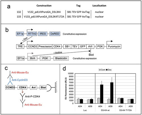 Figure 1. Screening of anti-phosphoT172 CDK4 mAbs using immobilized cyclin D3/CDK4 proteic fusions.