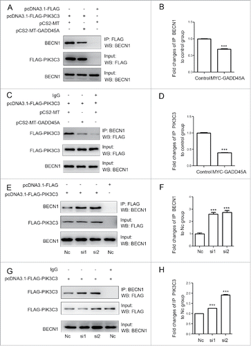 Figure 4. GADD45A impaired the formation of the BECN1-PIK3C3 complex. (A, B, C, D) HeLa cells were harvested after cotransfection with pCS2-MT and pcDNA3.1-FLAG-PIK3C3 or pCS2-MT-GADD45A and pcDNA3.1-FLAG-PIK3C3 or pCS2-MT and pcDNA3.1-FLAG. (A) Immunoprecipitation was performed with anti-FLAG M2 magnetic beads and the precipitated complexes were analyzed by immunoblots with anti-BECN1 antibody. (C) Immunoprecipitation was performed with BECN1 antibody. Precipitated complexes were analyzed by immunoblots with anti-FLAG antibody. (E, F, G, H) KYSE150 cells were harvested after cotransfection with negative control and pcDNA3.1-FLAG-PIK3C3 or RNAi and pcDNA3.1-FLAG -PIK3C3 or negative control and pcDNA3.1-FLAG. (E) Immunoprecipitation was performed with anti-FLAG M2 magnetic beads and the precipitated complexes were analyzed by immunoblots with anti-BECN1 antibody. (G) Immunoprecipitation was performed with BECN1 antibody. FLAG-PIK3C3 was analyzed using western blots in immunoprecipitated complexes. (B, D, F, H) The densities of signals were determined by densitometry and are shown relative to the control group or the H1 group. Graphical data denote mean ± SD. ***,P < 0.001.