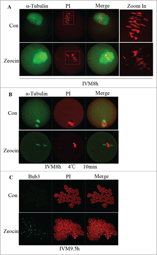 Figure 4. SAC activation and spindle microtubule-kinetochore attachment dsiruption by severe DNA DSBs. (A) Spindle assembly and chromosome alignment at the MI stage. Oocytes in the 2 groups were collected at 8 h of IVM, and then stained with anti-α-tubulin-FITC antibody and PI. Chromosome fragments ware misaligned in DNA DSBs oocytes at this stage (indicated by arrows). (B) Kinetochore-microtubule attachment check at the MI stage. Oocytes with or without zeocin treatment were cultured for 8 h in M2 medium followed by transfer into M2 medium pre-cooled to 4°C and incubated in a refrigerator at 4 °C for 10 min. Finally oocytes were stained with α-tubulin-FITC antibody and PtdIns. Kinetochore microtubules degraded in DNA DSBs oocytes. (C) SAC protein localization analysis at MI-AI stage. Oocytes at 9.5 h of IVM were harvested and chromosome spread was performed followed by immunostaining with anti-Bub3 antibody and PI. SAC was activated in DNA DSBs oocytes.