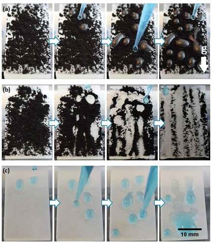 Figure 11. (A) Self-cleaning experiment for the flat printed surface inclined and covered with activated carbon and washed with distilled water. as the drops adhere to the surface, the contaminant cannot be removed. (b) Self-cleaning experiment for the biomimetic surface (100µm designed coated microchannels) inclined and covered with activated carbon. as the water drops do not adhere to the surface and roll off easily, they carry the contaminant away and clean the surface. (c) Dynamic adhesion experiment for an inclined biomimetic surface after 30minutes of UV light radiation, drops of water (blue) are placed over the surface and they adhere to the material.