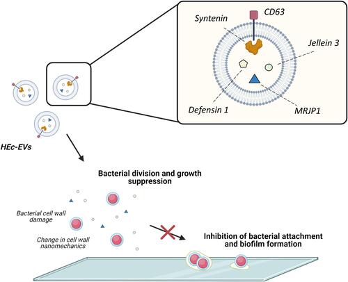 Figure 5 Proposed effect of HEc-EVs on oral streptococci. Schematic representation of the effect of HEc-EVs including growth suppression and inhibition of bacterial adhesion and biofilm formation onto surfaces. Created with BioRender.com.