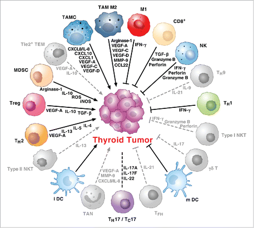 Figure 2. Hypothetical scheme of immune network in TC. The immune network in thyroid cancer is a complex and dynamic system characterized by multiple interactions between tumor cells and a wide spectrum of immune cells. Tumor-infiltrating immune cells interact each other and with tumor cells in a complex synergistic and opposite manner still largely unknown. Several cytokines, chemokines, angiogenic and lymphangiogenic factors, derived from both immune cells and tumor cells, enrich the complexity of the inflammatory tumor microenvironment. The roles of Tie2+ TEM, NKT cells, TAN, Tfh cells, γδ T cells and Th9 cells (gray) have been demonstrated in several other human cancers or are under investigation in human TCs. Protumor or antitumor activities of Th17 and Tc17 cells are context dependent (dashed line).