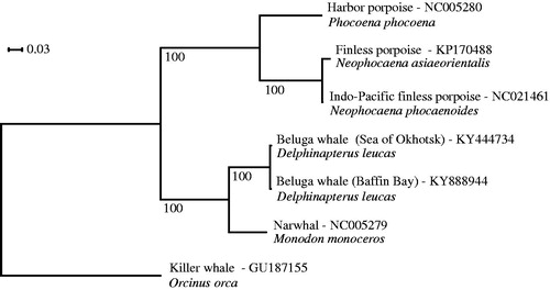 Figure 1. Phylogenetic tree of beluga whales from Baffin Bay and Sea of Okhotsk, and five related toothed whale species.