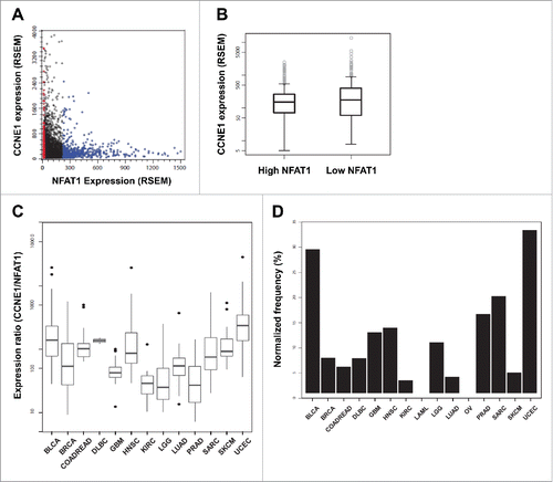 Figure 6. NFAT1 shows a mutually exclusive expression pattern with Cyclin E1 in different human cancers. (A) Correlation between the expression (RSEM) of NFAT1 and CCNE1 for 5,643 samples from 15 different tumor types. Samples were stratified according to NFAT1 expression and classified as “Low NFAT1” (red dots corresponding to 1/10 of all samples with the lowest expression) and “High NFAT1” (blue dots corresponding to 1/10 of all samples with the highest expression). (B) Boxplot showing the distribution of CCNE1 expression for the “Low NFAT1” and “High NFAT1” groups. “Low NFAT1” group shows a median expression 1.47 higher than the “High NFAT1” group (t = 2.5106, df = 1103.8, and p = 0.01219). (C) Boxplot of the expression ratio of CCNE1 to NFAT1 for the samples in the “Low NFAT1” group with respect to the specified tumor types. (D) Normalized frequency (%) of samples from the “Low NFAT1” group per tumor type. The normalized frequency was calculated by dividing the number of “Low NFAT1” samples in a given tumor by the total number of samples from the same tumor.