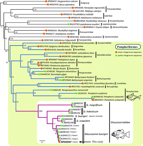 Figure 1. Supermatrix tree based on 23 complete and 20 partial mitogenome sequences of glaucosomatids and related species. Accession numbers are indicated before the species names. In the case of G. buergeri accessions, the location of collection is also indicated. Bootstrap values are indicated at each node. A backbone constraint tree was generated using complete mitogenome sequences (closed circles) by partitioned maximum-likelihood (ML) analysis. The analysis was conducted on a data matrix (13,439 positions) including all concatenated nucleotide sequences of the mitogenomes, except the ND6 gene. Gene sequences were aligned individually using the online version of MAFFT (http://mafft.cbrc.jp/alignment/server/; Katoh and Standley Citation2013), and ambiguous regions were trimmed using the online version of GBlocks with the least stringent settings (http://molevol.cmima.csic.es/castresana/Gblocks_server.html; Castresana Citation2000). Optimal partition model was determined using PartitionFinder ver 2 (Lanfear et al. Citation2017). Rapid bootstrap analyses were conducted with 1000 replications. Partitioned ML analyses were performed with RAxML-GUI ver. 1-5b1 (Silvestro and Michalak Citation2012) using the GTRGAMMAI nucleotide substitution model. The supermatrix tree was constructed based on 20 DNA barcode sequences (closed squares) that were prepared using the same methods as those used for the backbone tree with the GTRCAT model.