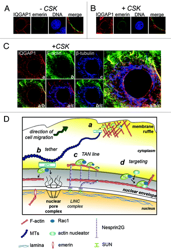 Figure 2. IQGAP1 is associated with cytoskeletal architecture at the nuclear envelope. (A and B) IQGAP1 is anchored at the nuclear rim. MCF-7 cells transiently expressing emerin-GFP were either (A) fixed-first (-CSK) and detergent permeabilized or (B) CSK-extracted (+CSK) and fixed, then stained for IQGAP1 (red). (C) Confocal fluorescence microscopy images of CSK-extracted MCF-7 cells tri-labeled for IQGAP1 (a; red), F-actin (b; green) and β-tubulin (c; blue). Bottom panel and enlarged image on right show merged fluorescence micrographs. (D) Schematic proposing the roles of IQGAP1 at the cytoplasmic face of the nuclear rim. a, At plasma membrane sites involved in cell migration IQGAP1 tethers microtubule networks to the cortical actin mesh via the MT +end protein APC for cell polarization cues. b, Tethering for polarization cues? At the cytoplasmic face of the NE, IQGAP1 overlays with MTs and actin and may tether these cytoskeletal networks via APC. c, Nuclear repositioning? TAN lines in mesenchymal cells assist in nuclear repositioning during cell polarization and cell migration. d, Orchestrating actin polymerisation and rearrangements? IQGAP1 targets numerous actin-associated proteins to subcellular sites. IQGAP1 anchors actin-branching and nucleating proteins to membrane ruffles and to yeast cytokinetic ringsCitation9 to orchestrate actin rearrangements. IQGAP1 may target other proteins to the nuclear envelope during cell migration or cell cycle events such as during nuclear envelope breakdown.