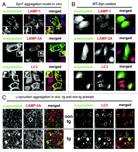 Figure 3. (A and B) ALP marker expression pattern in transfected H4 cells showed a co-staining of LAMP-1, LAMP-2A and, LC3 and α-synuclein positive aggregates in the SynT-aggregation model (A; indicated by arrows, representative α-synuclein aggregates are magnified), whereas no changes of ALP marker expression pattern were observed in WT-Syn control transfected cells compared with nontransfected neighboring cells (B). (C) In temporal cortex tissue of α-synuclein transgenic animals LAMP-2A co-labeled mainly the outer rim of α-synuclein positive inclusions (arrows), whereas co-labeling of LC3 and α-synuclein could be detected either at the rim (arrows), or homogenously distributed. LAMP-1 was not found in α-synuclein inclusions in vivo (data not shown). Scale bars: 10 µm.