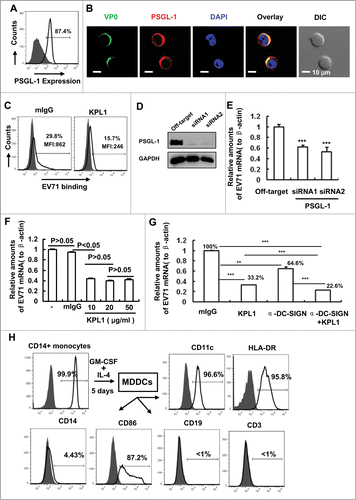 Figure 1 (See previous page). PSGL-1 mediates EV71 binding on MDDCs. (A) PSGL-1 expression on MDDCs was detected by flow cytometry. Anti-PSGL-1 monoclonal antibodies of KPL1 were used for immunostaining and followed by staining with secondary antibodies. The percentage of cells positive for immunostaining was noted. (B) The overlay of EV71 with PSGL-1. MDDCs were incubated with EV71 viruses (MOI=1) for 1 h at 4°C, after washing, cells were fixed for immunostaining with KPL1 or anti-VP0 polyclonal antibodies, followed by staining with secondary antibodies. Cells were observed under confocal microscopy. Nuclei were stained with DAPI (blue). DIC, differential interference contrast. (C) KPL1 blocks EV71 binding. MDDCs were prior-treated with 10 μg/ml of KPL1 for 30 min before addition of EV71 (MOI=1) for additional 1 h incubation at 4°C. Anti-VP0 polyclonal antibodies were used for immunostaining as above and viral binding were detected by flow cytometry. The positive percents for immunostaining and MFI (mean fluorescence intensity) were noted, and 10,000 counts were calculated for each sample in flow cytometry assay. (D) The knocking-down of PSGL-1 in MDDCs by specific siRNAs. (E) The knocking-down of PSGL-1 blocks EV71 binding, as detected with quantified (RT)-PCR of EV71 mRNA. β-Actin was used for normalization of the expression of EV71 mRNA. (F) The concentration gradient of KPL1 in blocking EV71 binding. (G) The prior-blocking with antibody reduces EV71 binding on MDDCs, as quantified EV71 mRNA as above. The normalized percentage for EV71 binding was noted. (H) Generation of MDDCs. MDDCs were differentiated from CD14+ monocytes in presence with cytokines, and MDDC phenotype was monitored by flow cytometry with specific antibodies. (D, E) The same donor was used and the experiments were done simultaneously. (A, C, D, E, F and G) One representative from at least 3 donors was shown. Data are mean ± SD. **P <0.01 and ***P<0.001, were considered as significant difference in paired t-test.