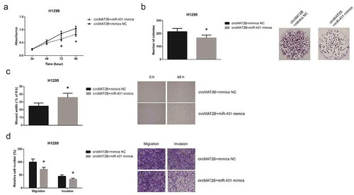 Figure 5. miR-431 restoration blocks circMAT2B function in NSCLC cells. (a) The proliferation of H1299 cells after co-transfection. (b) The colony-forming capacity of H1299 cells after co-transfection. (c) The migration of H1299 cells after co-transfection. (d) The migration and invasion of H1299 cells after co-transfection. *P< 0.05 vs. circMAT2B overexpression plasmid+mimics NC-transfected cells