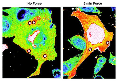 Figure 1. Localized tension on PECAM-1 elicits global RhoA activation. Endothelial cells expressing the RhoA biosensor were incubated with anti-PECAM-1-coated beads and subjected to force with a permanent ceramic magnet for the indicated times. Cells were fixed and analyzed for FRET. Autofluorescent beads are highlighted in black dotted circles.