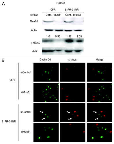 Figure 5. Mus81-mediated DSBs in 31FR-31NR cells. (A) Western blotting results for Mus81, γ-H2AX and actin in 0FR and 31FR-31NR cells derived from HepG2 cell line. Cell extracts were prepared at 24 h after transfection with either control siRNA (Cont.) or Mus81 siRNA. The amounts of γ-H2AX were normalized by corresponding actin level. The values are expressed relative to the control value of 0FR cells with control siRNA. (B) Cyclin D1 (green) and γ-H2AX (red) in 0FR cells and 31FR-31NR cells of HeLa are shown. Immunofluoresence were performed 48 h after transfection with control siRNA or Mus81 siRNA. Double-staining cells with cyclin D1 and γ-H2AX are indicated by arrows.