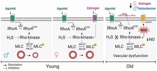 Figure 2. Current details into the mechanism by which Rho signalling regulates smooth muscle contraction. Not only the well-described gas NO might inhibit Rho-kinase, but also H2S, which the physiological functions and targets are currently under extensive investigation (first box). Gender differences and ageing also are highlighted in the literature as they drive differences in smooth muscle contraction by affecting Rho-kinase. Oestrogen inhibits Rho-kinase via specific G-protein coupling receptor (GPCER1) in young females (second box), and crosstalk between Rho-kinase and ROS is observed during ageing followed by decreasing NO availability (third box). Created with BioRender.com