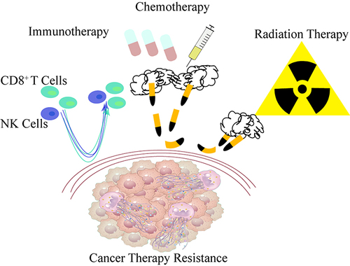 Figure 5 Role of NETs in cancer drug resistance.