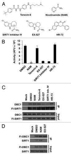 Figure 2. Effect of various SIRT1 inhibitors on SIRT1-DBC1 complex formation. (A) Chemical structures of SIRT1 inhibitors. (B) SIRT1 activity in the absence or presence of various inhibitors; mean + s.d. shown (n = 3). (C) Co-immunoprecipitation of Flag-wild-type SIRT1 with DBC1 from 293-T cells following 24 h treatment with the indicated compounds. (D) Co-immunoprecipitation of Flag-DBC1 and SIRT1 from 293-T cells in the presence of the indicated compounds (24 h treatment). Compound doses used in panels (B, C, and D) were NAM (20 mM), Tenovin-6 (25 µM), EX-527 (10 µM), SIRT1 Inhibitor IV (10 µM) and 15 µM HR-73.
