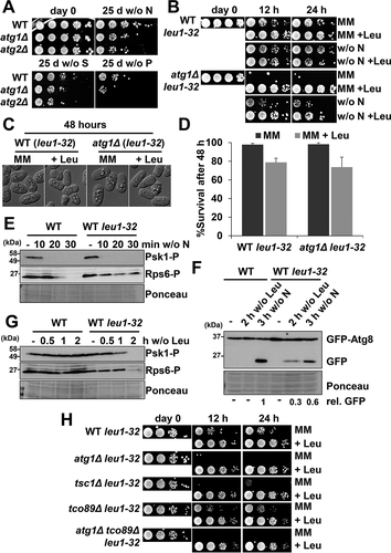 Figure 7. Biological role of autophagy in cells auxotrophic for leucine. (A) The negative effect on lifespan of atg mutants can only be observed 25 days after nutrient deprivation. MM cultures of strains CC10 (WT), CC11 (atg1Δ) and CC20 (atg2Δ) grown in MM until logarithmic phase (day 0) were switched to modified MM without nitrogen (w/o N), sulfur (w/o S) or phosphorus (w/o P) sources during 25 days. Serial dilutions of the cultures were plated onto YE5S plates. (B) The negative effect on lifespan of atg mutants auxotrophic for leucine can be observed 12 h after nitrogen or leucine deprivation. Strains HM123 (WT) and SK1 (atg1Δ), both carrying the leu1-32 allele, were grown in leucine-supplemented MM until logarithmic phase (day 0) and switched to MM without leucine (MM), MM with leucine (MM +Leu), MM without nitrogen (w/o N) or MM without nitrogen with leucine (w/o N +Leu), for 12 or 24 h. Serial dilutions of the cultures were plated onto YE5S plates. (C, D) Microscopy images (C) and percent of survival (D) of HM123 (WT leu1-32) and SK1 (atg1Δ leu1-32) after 48 h in MM and leucine-supplemented MM (+ Leu). For survival measurements, cells were incubated with the permeability-dependent dye PI, and the percentage of non-fluorescent cells, indicative of viability, was determined by flow cytometry. (E) TORC1 kinase activity is unaffected in an autophagy-proficient leu1-32 background. MM cultures of strains CC10 (WT) and CC88 (WT leu1-32) were shifted or not to nitrogen depleted media for 10–30 min and analyzed as in Figure 2A. (F) Leucine deprivation can trigger autophagy in leu1-32 auxotrophic strains. MM cultures of strains CC10 (WT) and CC88 (WT leu1-32), both expressing GFP-Atg8, were shifted or not to leucine (2 h) or nitrogen (3 h) depleted MM and processed and analyzed as in Figure 2 C. Numbers below the panels represent the amount of cleaved GFP relative to the amount after 3 h without nitrogen in WT (with an assigned value of 1). (G) Leucine deprivation can inhibit TORC1 kinase activity in auxotrophic strains. Strains and conditions as in (F) were processed and analyzed as in Figure 2A. (H) The fast negative effect on lifespan of atg mutants auxotrophic for leucine is also displayed by TORC1 mutants with impaired autophagy activation. MM cultures of strains HM123 (WT) and atg1Δ (SK1), CC129 (tsc1Δ), CC134 (tco89Δ) and CC135 (atg1Δ tco89Δ), all carrying the leu1-32 allele, were grown and processed as in (B).