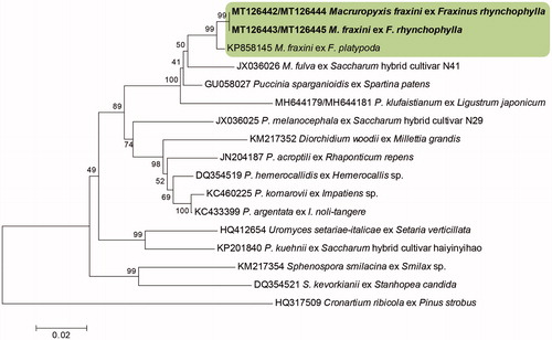 Figure 2. Phylogenetic relationship between Macruropyxis fraxini and related rust fungi retrieved from GenBank, inferred by the neighbor-joining (NJ) method using the 5.8S, ITS2, and partial LSU rDNA sequences. Bootstrap values based on 1000 replications are indicated at the branches. The scale bar represents 0.02 nucleotide substitutions per site. The Korean isolates described in this study are shown in bold.