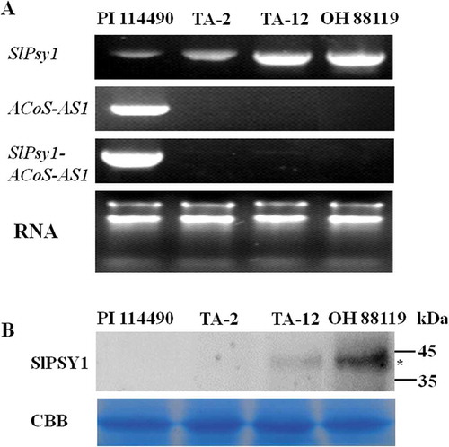 Figure 7. Expression of SlPsy1, ACoS-AS1, and SlPsy1-ACoS-AS1 in fruits of two mutants TA-2 and TA-12 generated by CRISPR/Cas9 editing as well two wild types PI 114490 and OH 88119. A. Expression of SlPsy1, ACoS-AS1, and SlPsy1-ACoS-AS1 at RNA level detected by RT-PCR. B. Expression of SlPSY1 detected by western blot.