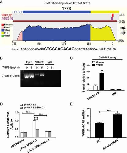 Figure 8. SMAD3 bound to TFEB 3ʹ-UTR to suppress TFEB transcription. (A) ECR Browser was used to predict the SMAD3-binding site within the 3ʹ-UTR of human TFEB. (B and C) ChIP analysis of the SMAD3-binding site. HK-2 cells were exposed to 5 ng/ml TGFB1 for 6 h. The DNA fragment corresponding to the 3ʹ-UTR of TFEB enriched by SMAD3 binding was evaluated by agarose gel electrophoresis or real-time quantitative PCR. (D) Luciferase activity in HK-2 cells transfected with the TFEB-luciferase reporter constructs along with SMAD3 plasmids or control empty vectors. (E) Real-time PCR analysis of the mRNA levels of TFEB. Data represent the means ± SEM for at least 3 independent experiments. **P< 0.01 and ***P< 0.001