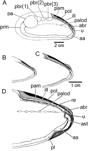 Figure 4. Modiolus modiolus. Interior views of (A) the left shell valve; and the anterior region of the left shell valve of individuals of (B) ∼40 mm; (C) ∼75 mm; and (D) ∼110 mm shell lengths (for abbreviations see Functional morphology section).