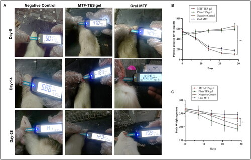 Figure 5. (A) in vivo antidiabetic assay on Sprague Dawley rats using STZ induced diabetic Model. (B) evaluation of fasting blood glucose levels in diabetic rats during study. (C) effect on the body weight of animals throughout the antidiabetic assay.