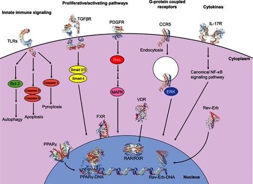Figure 3 Intracellular signaling pathways involved in initiation and perpetuation of hepatic stellate cell activation. Initiation of the activated state involves engagement of proliferative and activating pathways, including TGFβR (PDB IDs 1KTZ, 3TZM, 5E8U, 5E8V)Citation232–Citation234 binding and downstream nuclear translocation of Smad2/3 and Smad 4 proteins, resulting in transcription and translation of profibrotic genes. Binding of PDGF to its receptor PDGFR (PDB ID 5GRN)Citation235 results in activation of cytoplasmic Ras and MAPK effectors, with subsequent nuclear translocation and expression of proliferative genes. Engagement of the GPCR CCR5 (PDB ID 6AKX)Citation236 results in clathrin-mediated endocytosis, activation and nuclear translocation of ERK1/2, and expression of proliferative genes, also allowing for migratory properties. Cytokines also have significant modulatory properties on fibrogenesis; for example, binding of IL-17 to its receptor IL-17R (PDB ID 4HSA)Citation237 results in activation of the canonical NF-κB pathway, resulting in pro-inflammatory gene expression. Programmed cell death can be facilitated via innate immune signaling; engagement of TLRs (PDB IDs 6NIH, 2MKA, 2J67)Citation238–Citation240 with various TLR ligands propagates downstream signaling culminating in autophagy, apoptosis or pyroptosis. Nuclear membrane receptors also have large roles in modulating profibrogenic properties; engagement of ligands, including fatty acids and thiazolidinediones, with receptors of the PPAR family, including PPARγ (PDB ID 2Q8S),Citation241 results in nuclear translocation, heterodimerization with RXR and binding with DNA (PDB ID 3DZU),Citation242 with subsequent expression of antifibrogenic genes. Binding of obeticholic acid to FXR and of vitamin D to VDR results in receptor nuclear translocation, heterodimerization with RXR and expression of antifibrogenic genes. Meanwhile, binding of heme to Rev-Erb upregulates Rev-Erb expression, accumulation of Rev-Erb in the cytoplasm and promotion of a profibrogenic, contractile HSC phenotype. Crystal structures rendered with NGL Viewer.Citation231