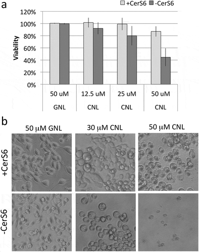 Figure 6. Loss of CerS6 increases susceptibility to CNL. SW480 cells were incubated with 50 μM GNL or increasing concentrations of CNL for 72 hours. (a) Data shown are the mean ± standard deviation from 5 experiments. (b) Representative images of SW480 cells treated with GNL or CNL (200x magnification).