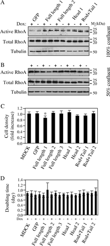 Figure 4.  RhoA activity, cell density and doubling time are not affected by cingulin overexpression. (A) and (B) Immunoblot analysis showing active RhoA (isolated by a rhotekin-binding GST pulldown assay), versus total RhoA and tubulin protein levels, in lysates from MDCK clones expressing either GFP alone, or GFP fused to full-length canine cingulin, head, or rod + tail domains, cultured at 100% confluence (A) or at 50% confluence (B). Numbers on the right correspond to the size (kDa) of prestained molecular weight markers. Note that induction of transgene expression does not result in changes in the levels of active RhoA. (C) Histogram showing the fold-increase in cell density (number of cells in the absence of Dox/number of cells in the presence of Dox) in control MDCK cells, and in stable clones expressing either GFP alone, or GFP fused to full-length canine cingulin, head, or rod + tail domains. (D) Histogram showing the doubling time in the presence (+) or absence (−) of Dox in control MDCK cells, and in the different clones. Values for the two histograms represent the mean of three to five independent experiments (see Materials and methods).