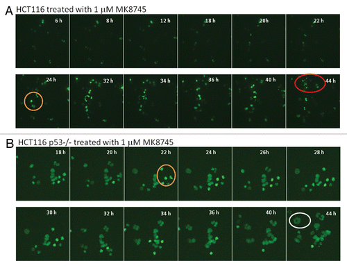 Figure 4 Treatment of MK8745 induces differential effect based on the p53 status. HCT116 and HCT 116 (p53−/−) cells transfected with GFP-histone 2B (A and B) for 24 h were treated with 1 µM MK8745 and live cell imaging was done in parental cells after 4 h and in p53−/− cells 18 h of exposure to MK8745 as described in Materials and Methods. Shown are selected still images from time-lapse movies; the fate of individual cells was tracked over time (in circles). (A) Parental HCT cells enter mitosis (in orange circle) most undergo cytokinesis and eventually undergo apoptosis (in red circle) (Sup. Video 1A data). (B) HCT p53−/− cells enter mitosis (in orange circle), and after a prolonged stay undergo endoreduplication results in polypolidy (in white circle) (Sup. Video 1B data).